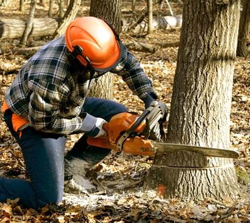 Tree Removal in Porter, TX